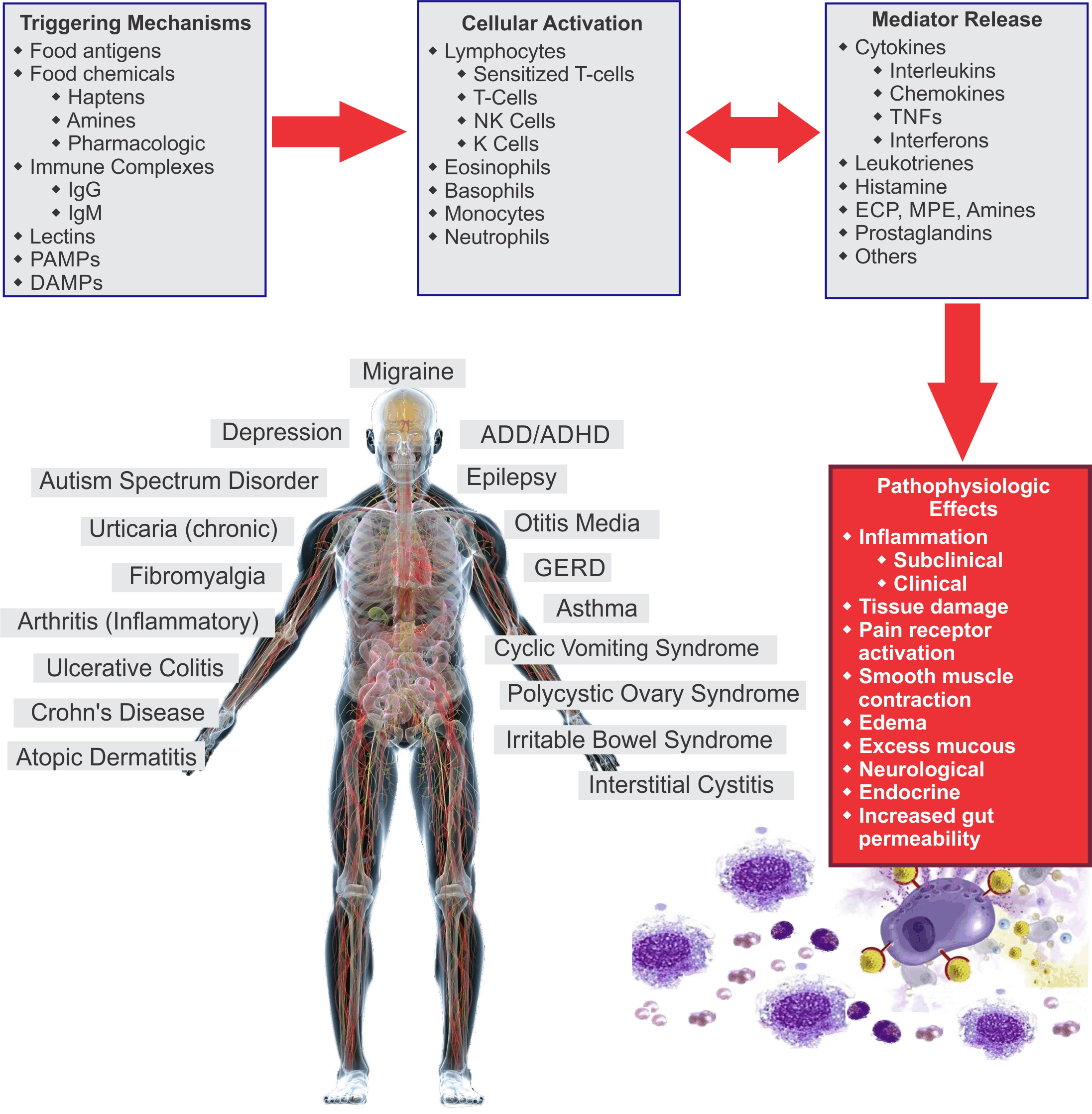 How Sensitivities Cause Inflammation